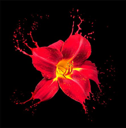 paint drop background - bright flower with red splashes on black background Photographie de stock - Aubaine LD & Abonnement, Code: 400-07260253