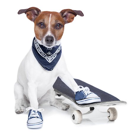 simsearch:400-08555692,k - a dog with skateboard wearing  blue sneakers Stock Photo - Budget Royalty-Free & Subscription, Code: 400-07260564