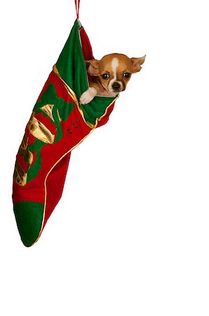simsearch:400-06461634,k - Cute chihuahua puppy, hanging in a Christmas stocking.Isolated. Stock Photo - Budget Royalty-Free & Subscription, Code: 400-07260859