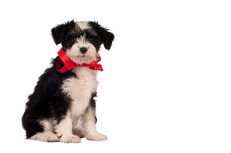 enduro (artist) - Chinese Crested Dog - Powder-puff puppy  on a white background with space for text. Stock Photo - Budget Royalty-Free & Subscription, Code: 400-07260864