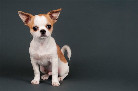 simsearch:400-05732957,k - Sweet chihuahua  puppy on gray background with space for text. Foto de stock - Royalty-Free Super Valor e Assinatura, Número: 400-07260860