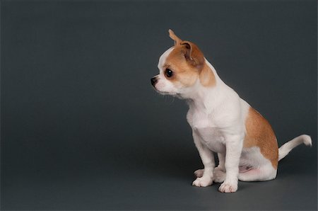 simsearch:400-04205949,k - Sweet chihuahua  puppy sitting and looking left, on gray background. Photographie de stock - Aubaine LD & Abonnement, Code: 400-07260861