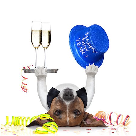 funny jack russell christmas pictures - dog celebrating with champagne and a blue happy new year hat lying upside down Stock Photo - Budget Royalty-Free & Subscription, Code: 400-07260926