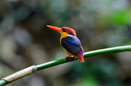 beautiful male Black-backed Kingfisher (Ceyx erithacus) sitting on branch at Kaeng Krachan National Park,Thailand Stock Photo - Budget Royalty-Free & Subscription, Code: 400-07261101