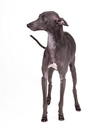 Italian greyhound gray with a white chest stands on a white background Photographie de stock - Aubaine LD & Abonnement, Code: 400-07261555