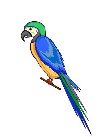 simsearch:400-04396542,k - A parrot macaw isolated on a white background. Vector-art illustration Stock Photo - Budget Royalty-Free & Subscription, Code: 400-07261605