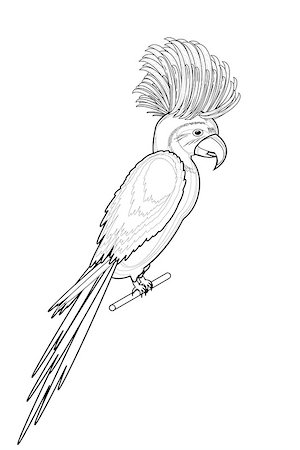 simsearch:400-03936936,k - A monochrome sketch of macaw parrot isolated on a white background. Vector-art illustration Fotografie stock - Microstock e Abbonamento, Codice: 400-07261613