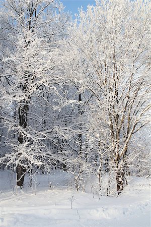 sunlight Winter park in snow Stock Photo - Budget Royalty-Free & Subscription, Code: 400-07261759