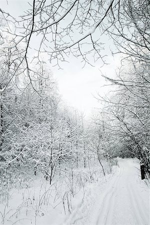 road in winter park in snow Stock Photo - Budget Royalty-Free & Subscription, Code: 400-07261763