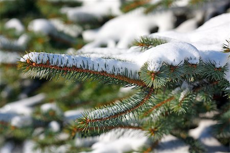 simsearch:400-06061763,k - Pine branches in snow in winter forest Foto de stock - Royalty-Free Super Valor e Assinatura, Número: 400-07262219