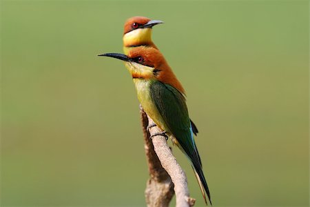 simsearch:400-05888279,k - beautiful chestnut headed bee eater (Merops leschenaulti) possing Stockbilder - Microstock & Abonnement, Bildnummer: 400-07262446