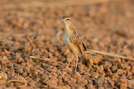 beautiful Zitting Cisticola (Cisticola juncidis) standing on ground Stock Photo - Budget Royalty-Free & Subscription, Code: 400-07262465