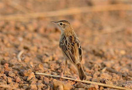 beautiful Zitting Cisticola (Cisticola juncidis) standing on ground Stock Photo - Budget Royalty-Free & Subscription, Code: 400-07262466