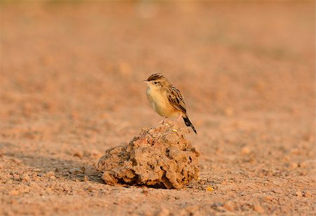 beautiful Zitting Cisticola (Cisticola juncidis) standing on ground Stock Photo - Budget Royalty-Free & Subscription, Code: 400-07262469