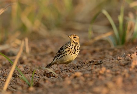 beautiful immature Red-throated Pipit (Anthus cervinus) on ground Stock Photo - Budget Royalty-Free & Subscription, Code: 400-07262484