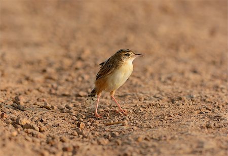 beautiful Zitting Cisticola (Cisticola juncidis) standing on ground Stock Photo - Budget Royalty-Free & Subscription, Code: 400-07262481