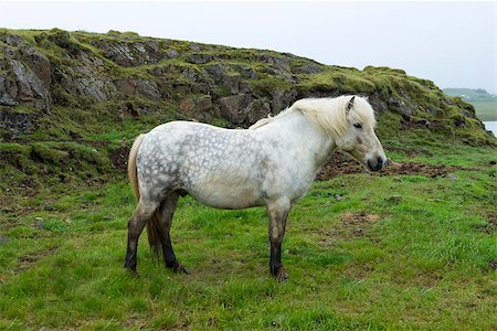 simsearch:400-08556910,k - Beautiful Icelandic horses Stock Photo - Budget Royalty-Free & Subscription, Code: 400-07262504
