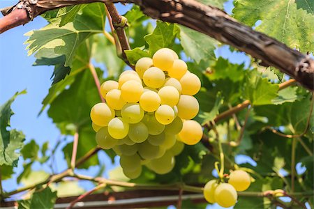 fogen (artist) - Bunch of grapes on a background of the sunny sky. Close up. Stockbilder - Microstock & Abonnement, Bildnummer: 400-07262857