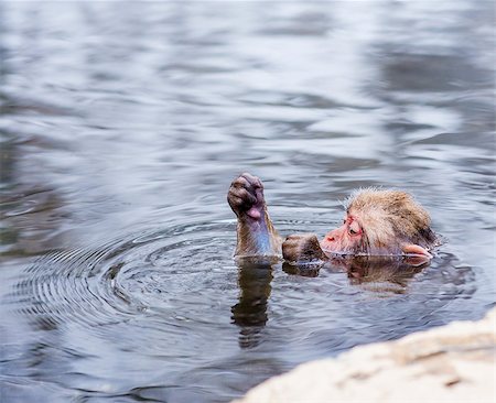 Macaques bath in hot springs in Nagano, Japan. Foto de stock - Super Valor sin royalties y Suscripción, Código: 400-07263218