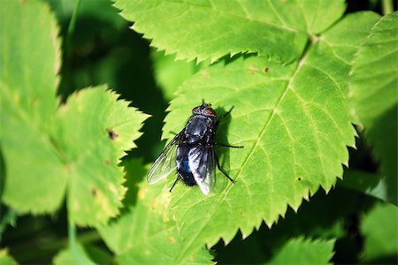 Black fly sits on green leaves in sunny day Stock Photo - Budget Royalty-Free & Subscription, Code: 400-07263414