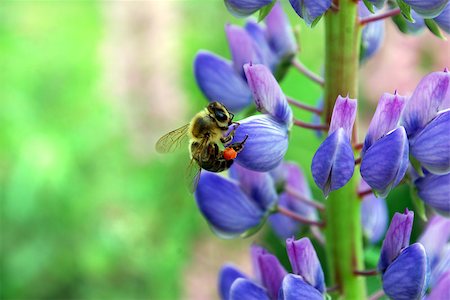 A bee collecting nectar on a flower Stock Photo - Budget Royalty-Free & Subscription, Code: 400-07263410