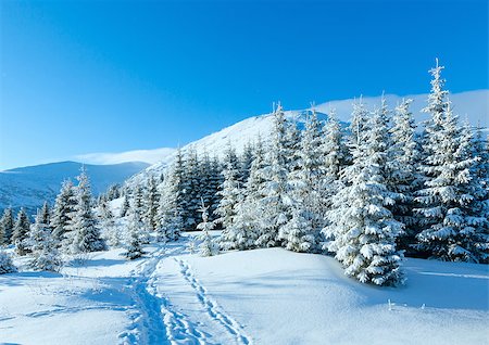 simsearch:400-06861143,k - Morning winter mountain landscape with fir trees on slope (Carpathian, Ukraine). Foto de stock - Super Valor sin royalties y Suscripción, Código: 400-07263620
