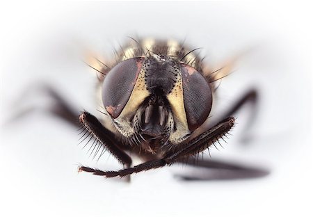 suljo (artist) - HouseFly Musca Domestica Isolated on White Background Foto de stock - Royalty-Free Super Valor e Assinatura, Número: 400-07263716