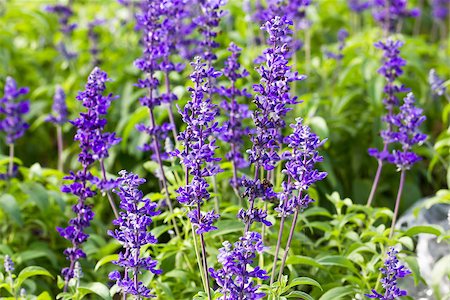 simsearch:400-07676525,k - Meadow with blooming Blue Salvia herbal flowers. Blue Salvia is plant in the mint family. Stock Photo - Budget Royalty-Free & Subscription, Code: 400-07263730