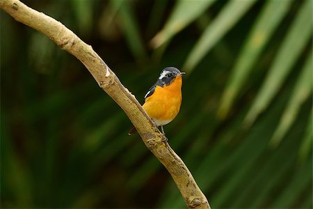 simsearch:400-07264946,k - beautiful male mugimaki flycatcher (Ficedula mugimaki) standing on branch Stock Photo - Budget Royalty-Free & Subscription, Code: 400-07263966