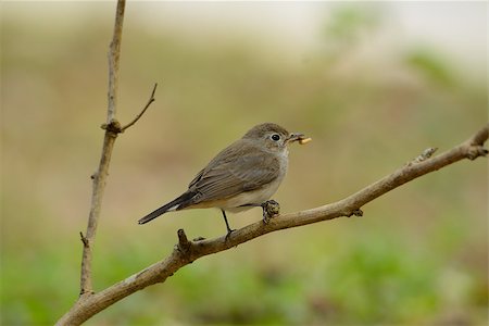 simsearch:400-05886501,k - beatiful red-throated flycatcher(Ficedula parva) possing on the branch Stock Photo - Budget Royalty-Free & Subscription, Code: 400-07263970