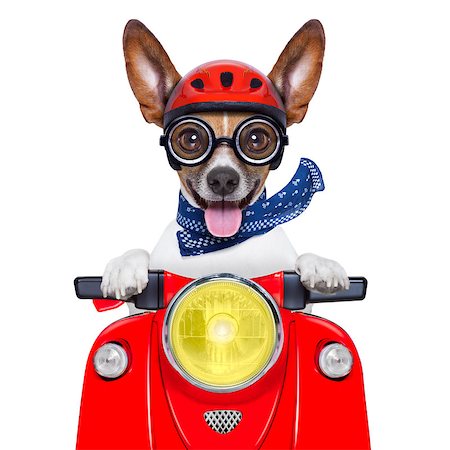 riding a bike funny pic - crazy silly motorbike dog with helmet and sticking out the tongue Stock Photo - Budget Royalty-Free & Subscription, Code: 400-07277266