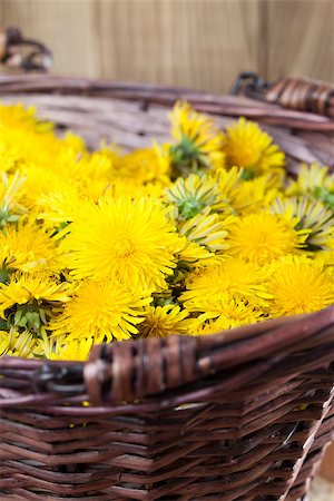 simsearch:400-04348779,k - Freshly picked dandelions in a wicker basket Fotografie stock - Microstock e Abbonamento, Codice: 400-07277433