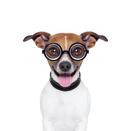 simsearch:400-07055954,k - crazy silly dog with funny glasses and tongue ears down Stockbilder - Microstock & Abonnement, Bildnummer: 400-07272628