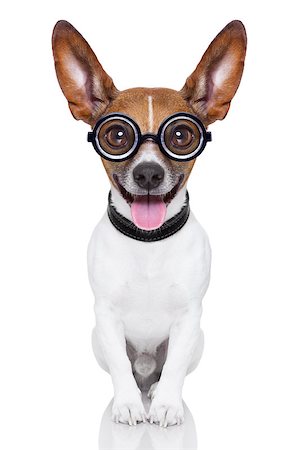 face card - crazy silly dog with funny glasses showing tongue full body Stock Photo - Budget Royalty-Free & Subscription, Code: 400-07272629