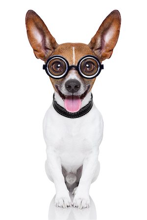 crazy silly dog with funny glasses showing tongue full body Stock Photo - Budget Royalty-Free & Subscription, Code: 400-07272629