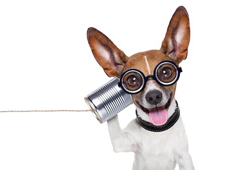 dog phone - silly ugly dog on the phone with  a can Stock Photo - Budget Royalty-Free & Subscription, Code: 400-07272622