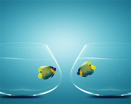 simsearch:649-05950711,k - Two Angelfish in Two bowls, Concept for missing, Divorce and Incapacity Stock Photo - Budget Royalty-Free & Subscription, Code: 400-07288288