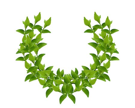 simsearch:400-06461608,k - Laurel Wreath made by fresh Green leaves  isolated on white, Foto de stock - Super Valor sin royalties y Suscripción, Código: 400-07288835