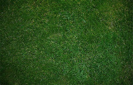 simsearch:400-07830872,k - Green grass background texture . Foto de stock - Royalty-Free Super Valor e Assinatura, Número: 400-07289142