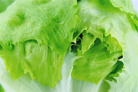 simsearch:400-05369257,k - Fresh Green Iceberg lettuce . Photographie de stock - Aubaine LD & Abonnement, Code: 400-07289247