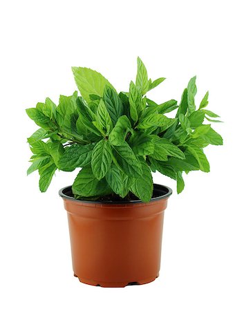 simsearch:400-06531157,k - fresh mint plant in pot on a white background Foto de stock - Royalty-Free Super Valor e Assinatura, Número: 400-07289572