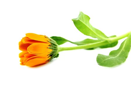simsearch:400-04348779,k - Beautiful spring flowers background . Stockbilder - Microstock & Abonnement, Bildnummer: 400-07289645