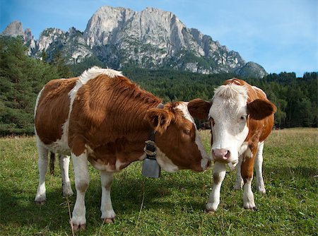 Two female, young Simmentaler dairy cows on a pasture. Foto de stock - Super Valor sin royalties y Suscripción, Código: 400-07289710