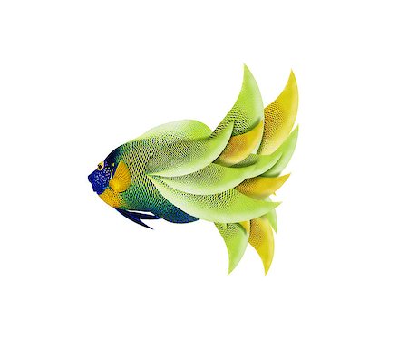 pictures of green tropical fish in the ocean - colorful angelfish isolated on white background Stock Photo - Budget Royalty-Free & Subscription, Code: 400-07289725