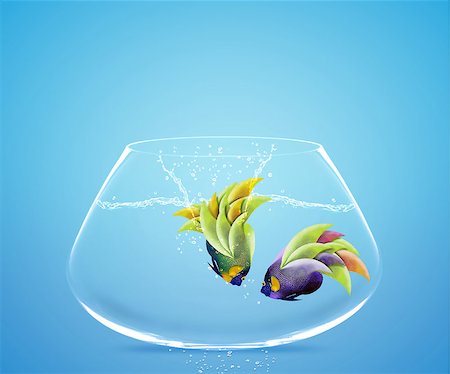 simsearch:400-06080242,k - Angelfish jumping to other bowl, Good Concept for new love, freedom, liberty, independence, unrestraint, new Opportunity and challenge concept. Stock Photo - Budget Royalty-Free & Subscription, Code: 400-07289726
