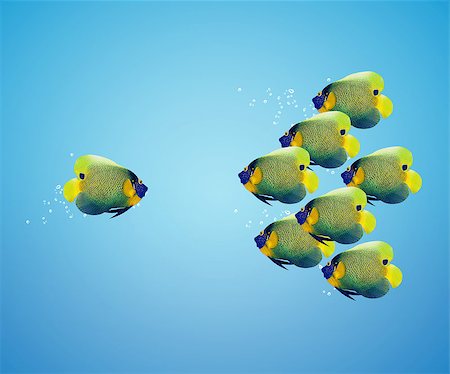 poisson-ange - big angelfish leading group of angelfish. Photographie de stock - Aubaine LD & Abonnement, Code: 400-07289805