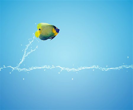simsearch:400-06080242,k - Angelfish jumping, good concept for Recklessness and challenge concept. Foto de stock - Super Valor sin royalties y Suscripción, Código: 400-07289806
