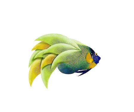 colorful angelfish isolated on white background Photographie de stock - Aubaine LD & Abonnement, Code: 400-07289815