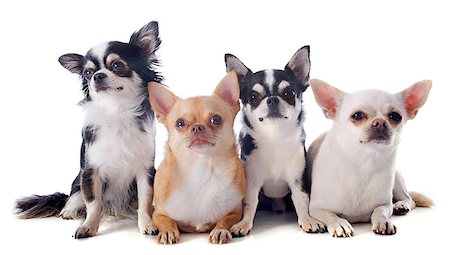 simsearch:400-07123630,k - purebred  chihuahuas in front of white background Foto de stock - Super Valor sin royalties y Suscripción, Código: 400-07294126