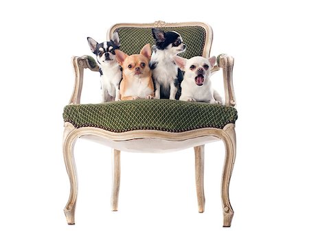 chihuahuas on an antique chair in front of white background Stock Photo - Budget Royalty-Free & Subscription, Code: 400-07294127
